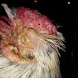 difterie en pokken bij kippen