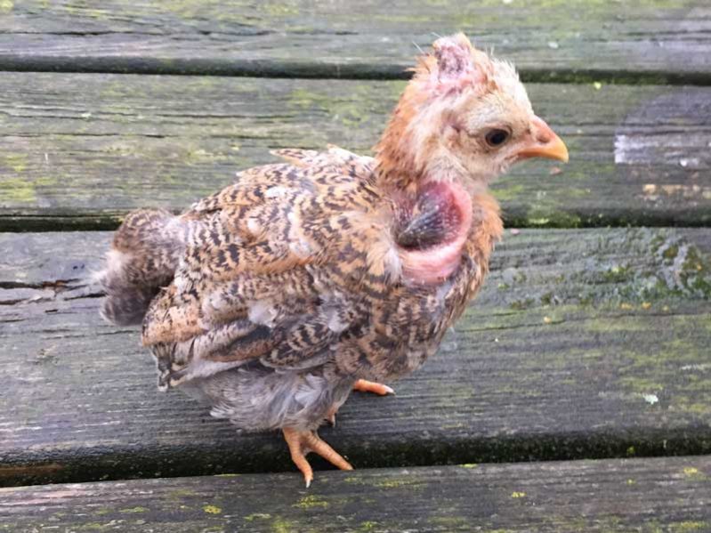 Bestrijd Coccidiose kippen - Kippenziekten.nl