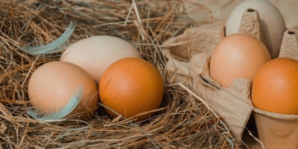 Leggen-vleeskuikens-eieren-Wat-u-moet-weten