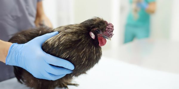 veterinarian-inspection-of-chicken-veterinary-cli-2022-08-01-03-20-32-utc-1600x1067